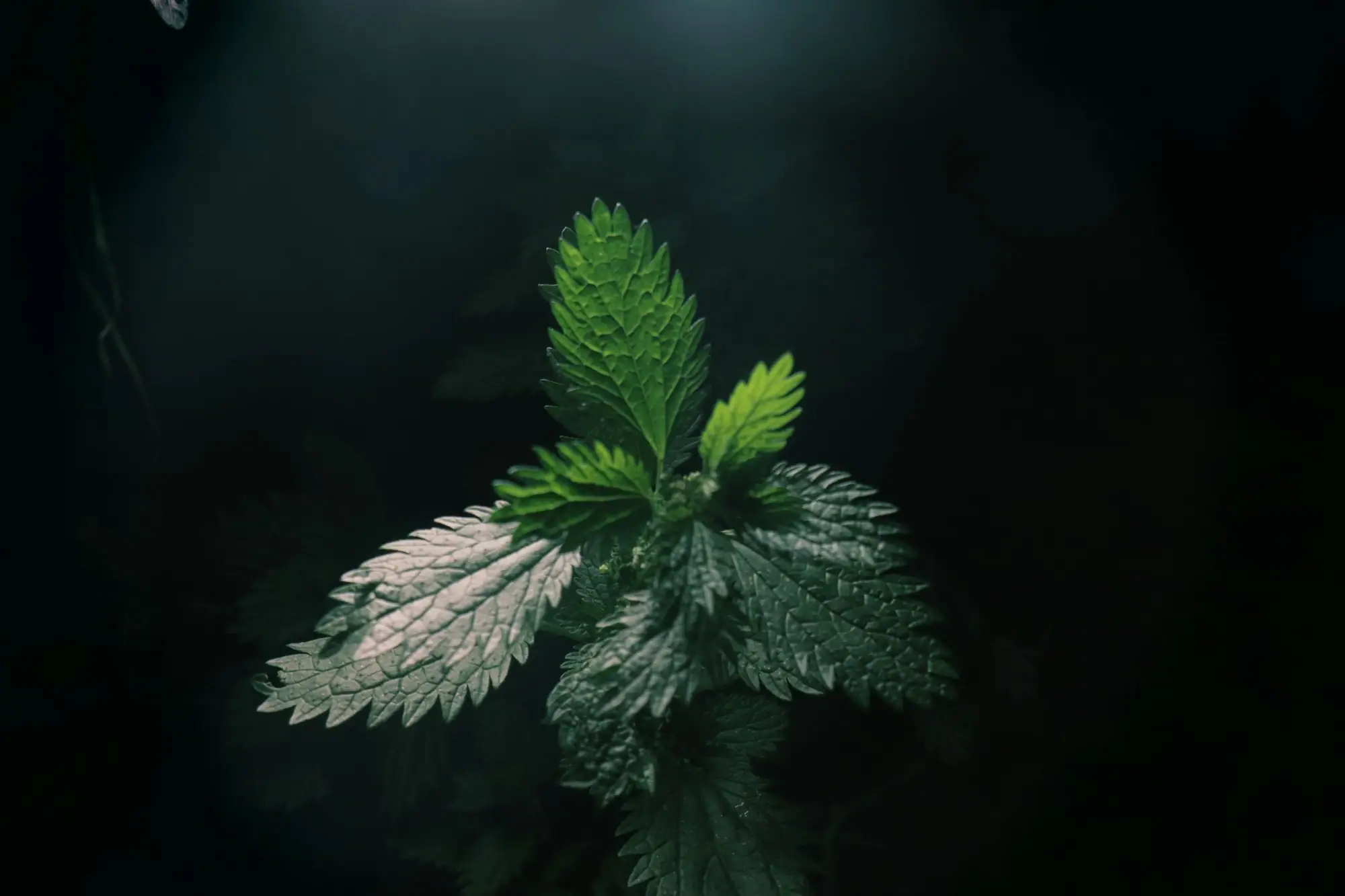 Stinging nettle growing wild