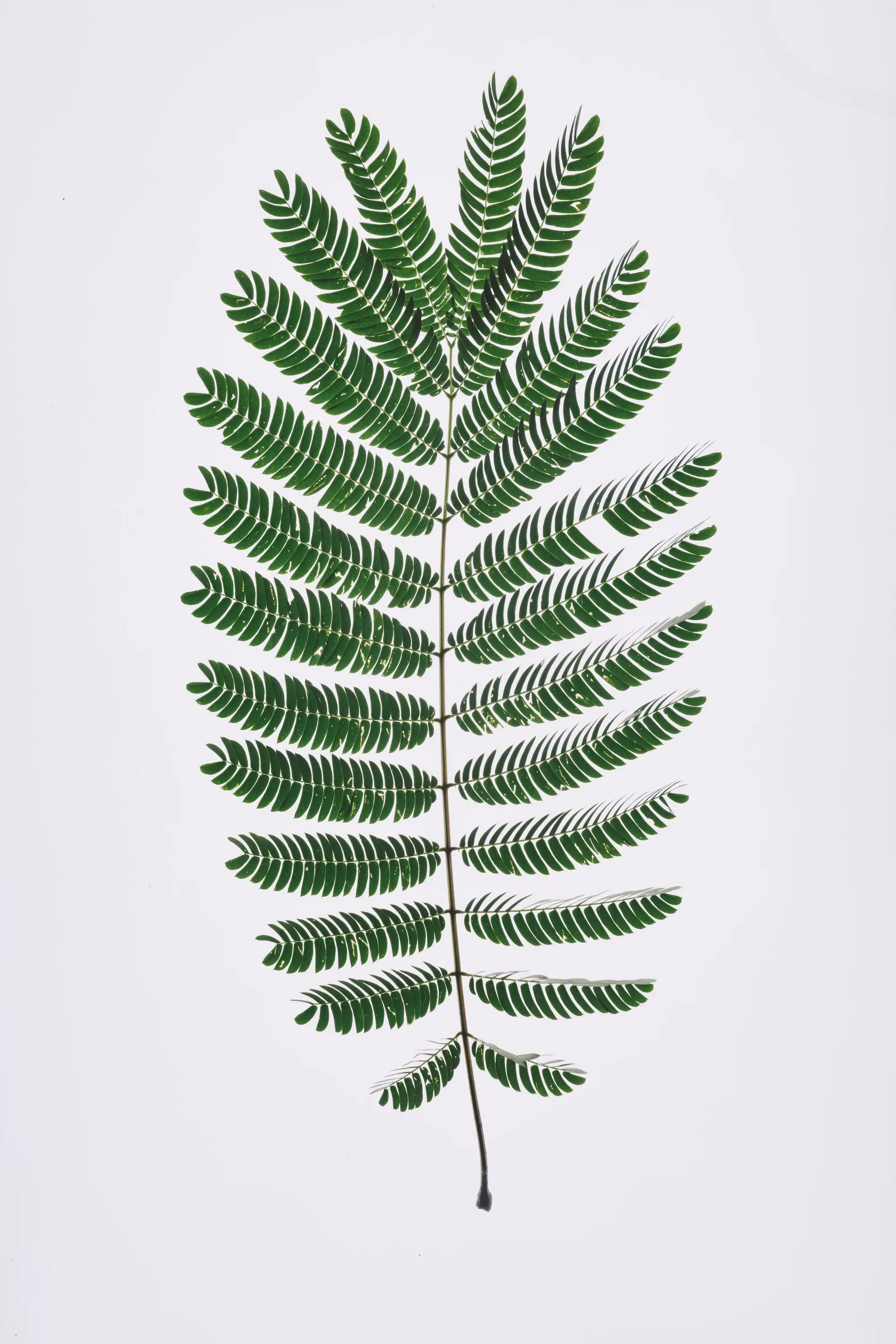 Common polypody fern growing wild