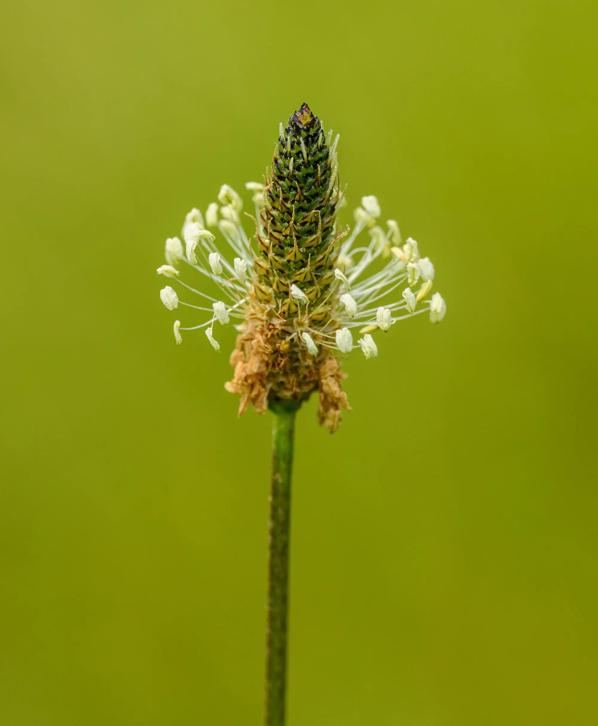 Sea plantain growing wild