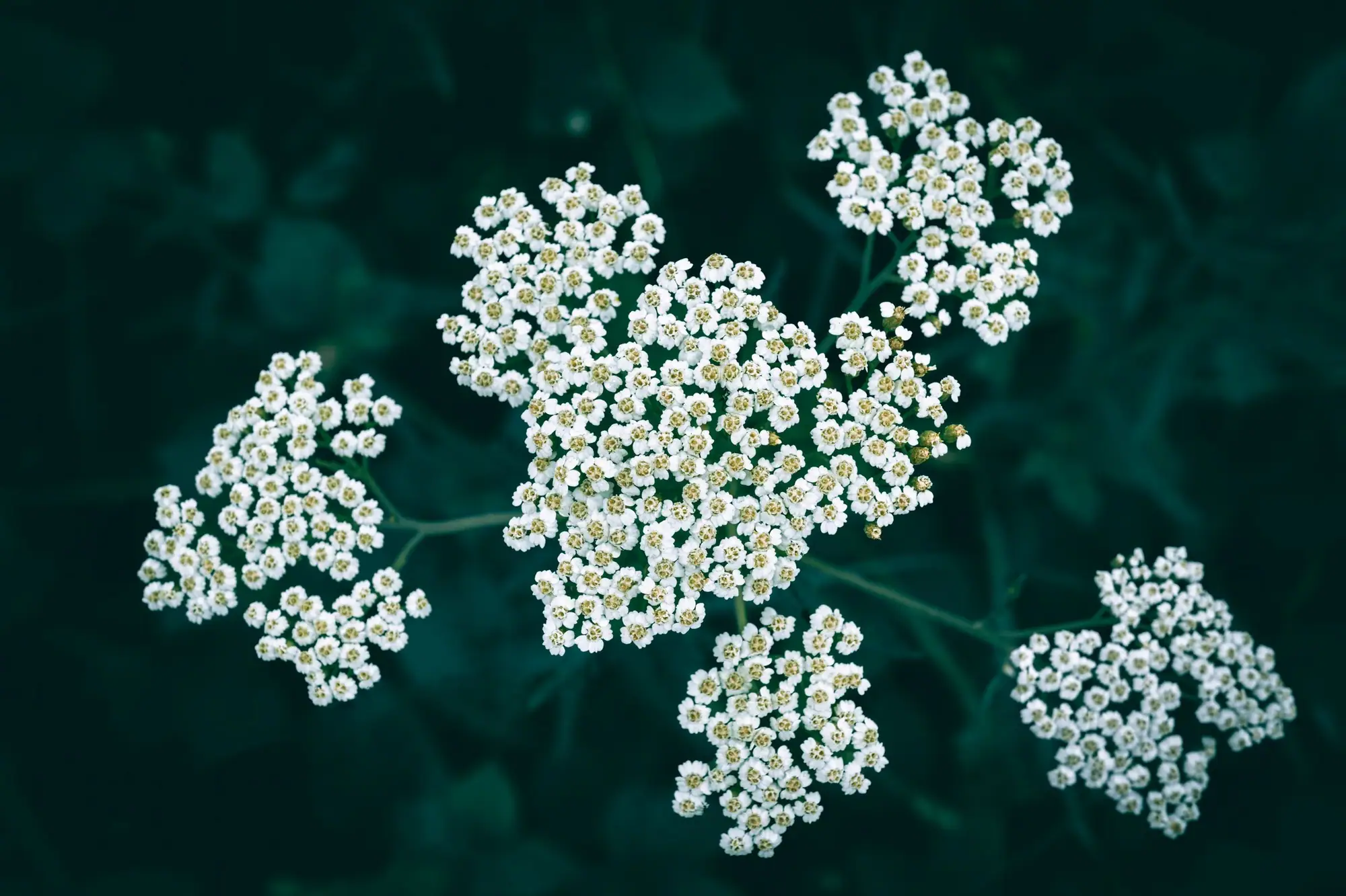 Yarrow growing wild