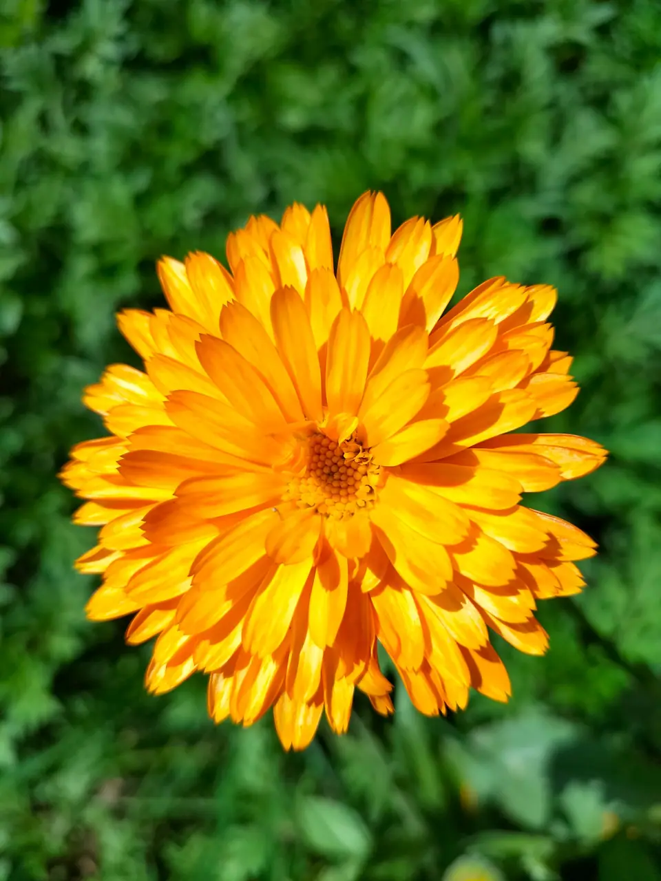 Marigold (calendula), the plant in this product