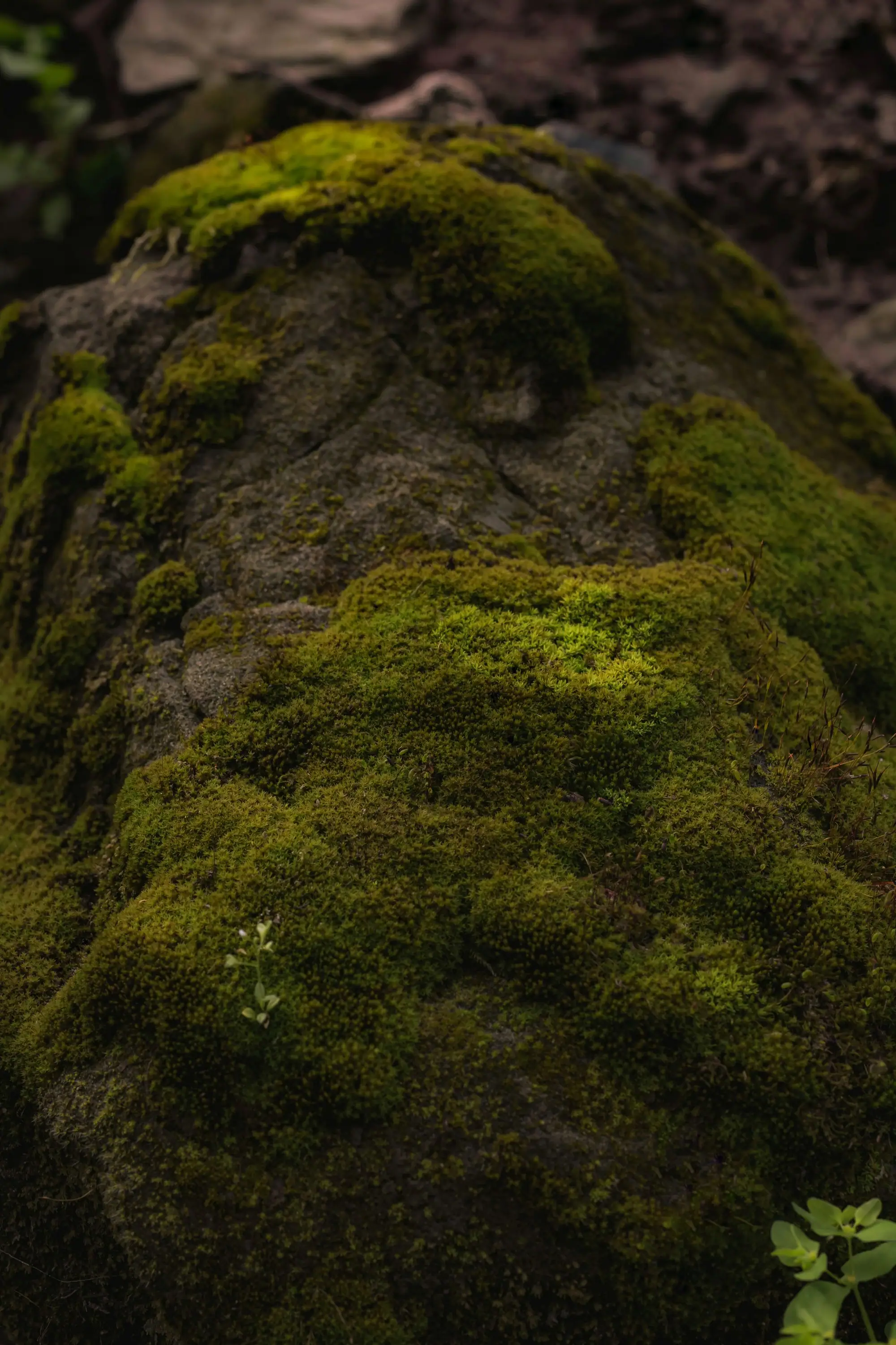 Bog moss growing wild